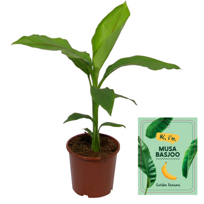 Buitenplant - Musa Basjoo - Winterhard - Pot Ø 15cm Hoogte ↕ 50cm