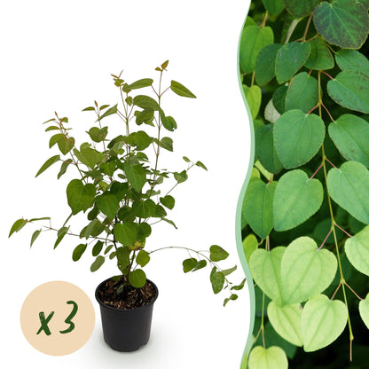 Buitenplant 3x Cercidiphyllum japonicum - Bladverliezend - Pot Ø 12cm Hoogte ↕ 35cm