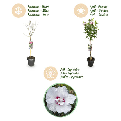 Buitenplant - Hibiscus syriacus Starburst Chiffon® op stam - Winterhard - Bloeiend - Pot Ø 19cm Hoogte ↕ 90cm