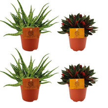 Kamerplant 4x Mix - 2x Aloe Spider + 2x Peperomia Rosso - Pot Ø 10.5cm Hoogte ↕ 10cm