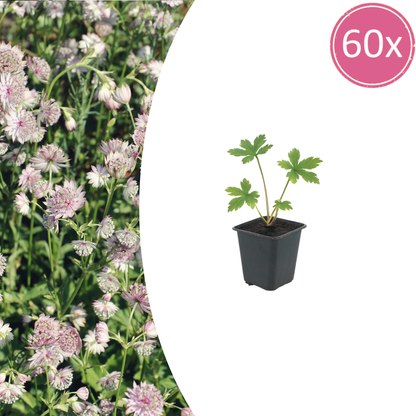 Buitenplant 60x Astrantia major - Bloeiend - Pot Ø 9cm Hoogte ↕ 10-25cm