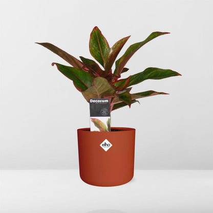 Kamerplant - Aglaonema Crete - Luchtzuiverend - Pot Ø 14cm
