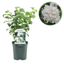 Buitenplant - Philadelphus 'Snowbelle' - Bloeiend - Pot Ø 17cm Hoogte ↕ 45cm