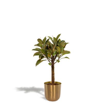 Kamerplant - Ficus elastica Melany op stam - Pot Ø 21cm Hoogte ↕ 90cm
