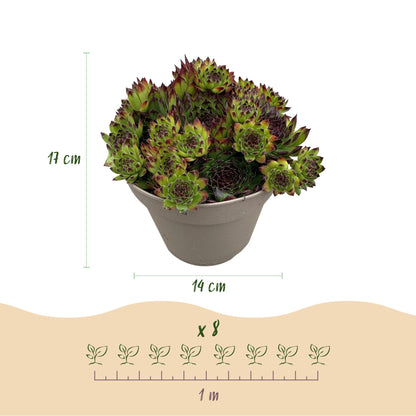 Buitenplant 4x Sempervivum Big Sam - Winterhard - Pot Ø 14cm Hoogte ↕ 17cm