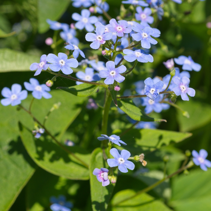 Buitenplant 24x Brunnera macrophylla - Pot Ø 9cm Hoogte ↕ 10-25cm