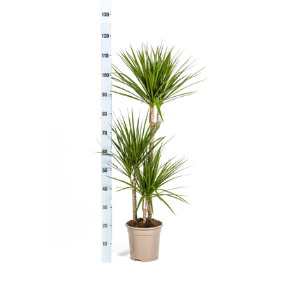 Kamerplant - Dracaena Marginata Green - Pot Ø 21cm Hoogte ↕ 110-130cm