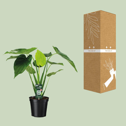 Kamerplant - Alocasia Cucullata - Olifantsoor - Pot Ø 19cm Hoogte ↕ 55cm