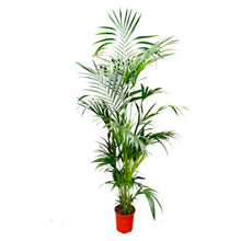 Kamerplant - Kentia Palm - XL - Pot Ø 24-30cm Hoogte ↕ 200cm