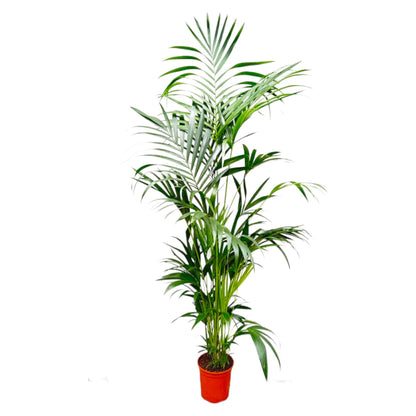 Kamerplant - Kentia Palm - XL - Pot Ø 24-30cm Hoogte ↕ 200cm