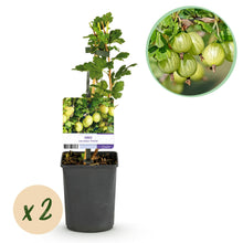 Buitenplant 2x Ribes uva-crispa 'Invicta' - Kruisbes - Pot Ø 11cm Hoogte ↕ 40cm