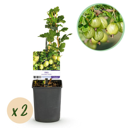 Buitenplant 2x Ribes uva-crispa 'Invicta' - Kruisbes - Pot Ø 11cm Hoogte ↕ 40cm