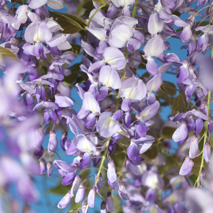 Buitenplant - Wisteria floribunda 'Prolific' - Bloeiend - Pot Ø 11cm Hoogte ↕ 40cm