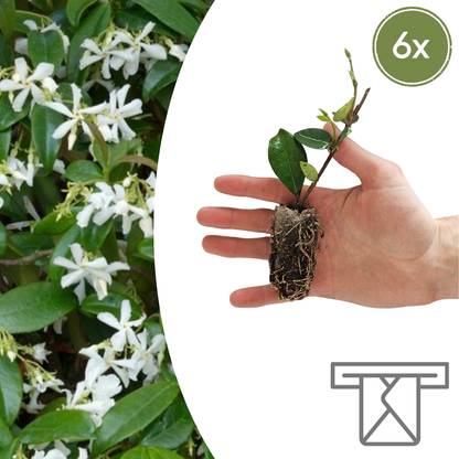 Buitenplant - Trachelospermum jasminoides - Klimplant set 6 pluggen - Geurig