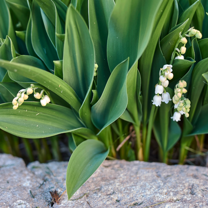 Buitenplant 24x Convallaria majalis - Bloeiend - Pot Ø 9cm Hoogte ↕ 10-25cm
