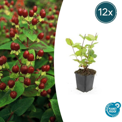 Buitenplant 12x Hypericum inodorum 'Beauty' - Bloeiend - Pot Ø 9cm Hoogte ↕ 10-25cm