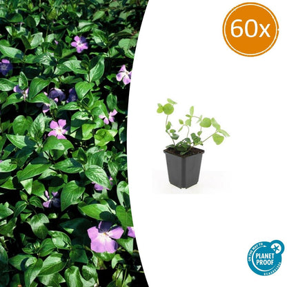 Buitenplant 60x Vinca major - Groenblijvend - Pot Ø 9cm Hoogte ↕ 10-25cm