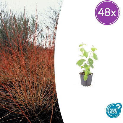 Buitenplant 48x Cornus sang. 'Midwinter Fire' - Winterhard - Pot Ø 9cm Hoogte ↕ 10-25cm
