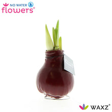 Kamerplant - Waxz® Bordeaux - Pot Ø onbekend Hoogte ↕ 15cm