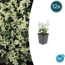 Buitenplant 12x Euonymus fortunei 'Harlequin' - Pot Ø 9cm Hoogte ↕ 10-25cm