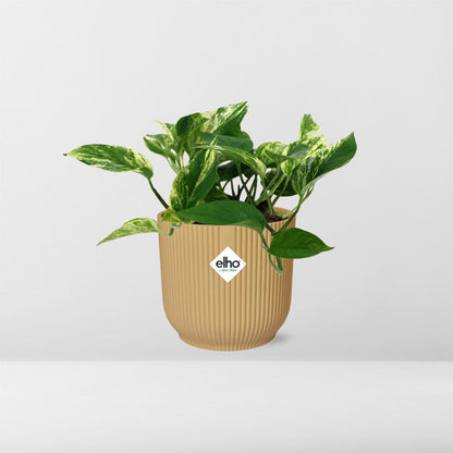 Kamerplant - Scindapsus Marble Queen - Pot Ø 14cm