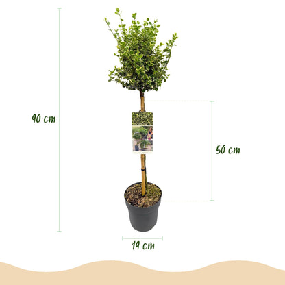 Buitenplant - Euonymus fortunei 'Emerald Gaiety' op stam - Bladhoudend - Winterhard - Pot Ø 19cm Hoogte ↕ 90cm