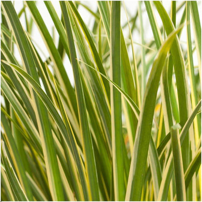 Buitenplant 3x Acorus gramineus 'Argenteostriatus' - Pot Ø 14cm Hoogte ↕ 30cm
