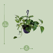 Kamerplant - Epipremnum Aureum - Pot Ø 15cm Hoogte ↕ 30cm