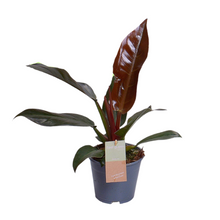 Kamerplant - Philodendron Imperial Red - Pot Ø 14cm Hoogte ↕ 35cm