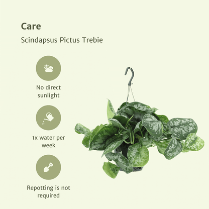 Kamerplant 2x Scindapsus Pictus Trebie - Pot Ø 15cm Hoogte ↕ 25cm