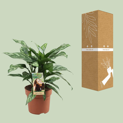 Kamerplant - Aglaonema Maria - Pot Ø 17cm Hoogte ↕ 40cm