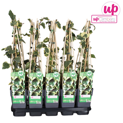 Buitenplant - Hedera colchica 'Dentata Variegata' - Klimplant - Pot Ø 15cm Hoogte ↕ 65cm