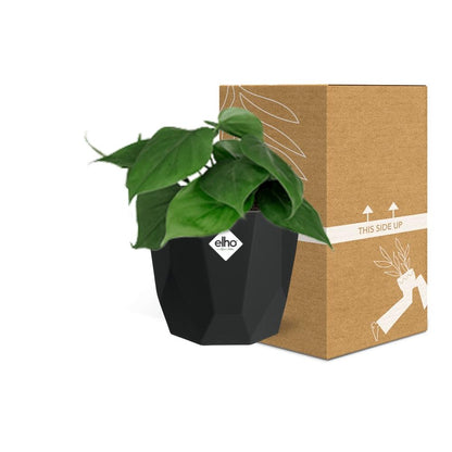 Kamerplant - Philodendron Scandens - Pot Ø 14cm