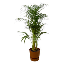Kamerplant - Areca Palm - Pot Ø 21cm Hoogte ↕ 110cm