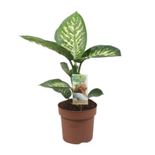 Kamerplant - Dieffenbachia Tropic Snow - Pot Ø 17cm Hoogte ↕ 60cm