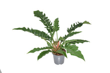 Kamerplant - Philodendron Narrow Escape - Pot Ø 19cm Hoogte ↕ 55cm