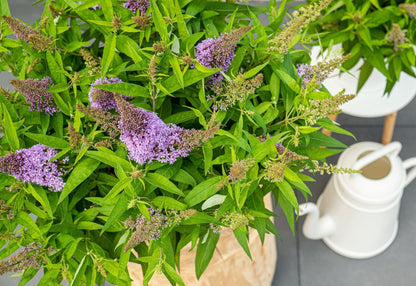 Buitenplant - Buddleja dav. 'Butterfly Candy Little Lila' - Bloeiend - Pot Ø 19cm Hoogte ↕ 25cm