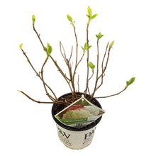 Buitenplant - Hydrangea arborescens 'Strong Annabelle' - Bloeiend - Pot Ø 19cm Hoogte ↕ 30cm