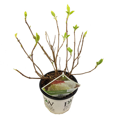 Buitenplant - Hydrangea arborescens 'Strong Annabelle' - Bloeiend - Pot Ø 19cm Hoogte ↕ 30cm