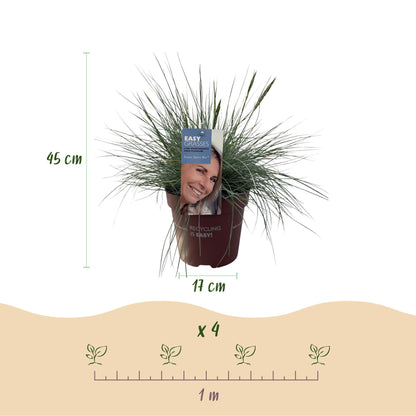 Buitenplant - Festuca glauca 'Intense Blue' - Winterhard - Pot Ø 17cm Hoogte ↕ 50cm