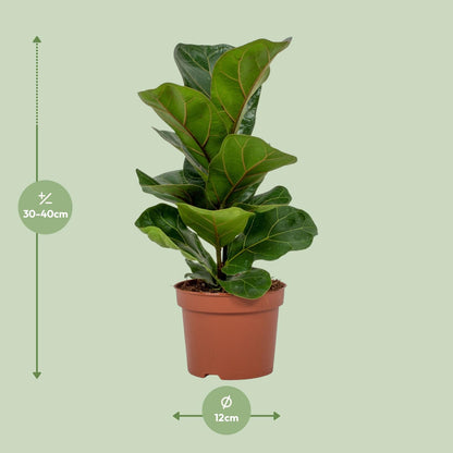 Kamerplant - Ficus Lyrata - Pot Ø 12cm Hoogte ↕ 30cm