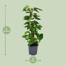 Kamerplant - Scindapsus Epipremnum - Pot Ø 19cm Hoogte ↕ 80cm