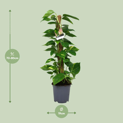 Kamerplant - Scindapsus Epipremnum - Pot Ø 19cm Hoogte ↕ 80cm