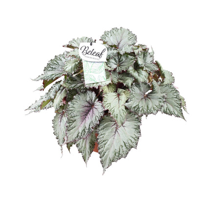 Kamerplant - Begonia Beleaf Asian Tundra - Pot Ø 17cm Hoogte ↕ 32cm