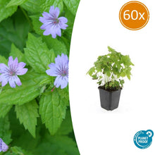 Buitenplant 60x Geranium nodosum - Bloeiend - Pot Ø 9cm Hoogte ↕ 10-25cm
