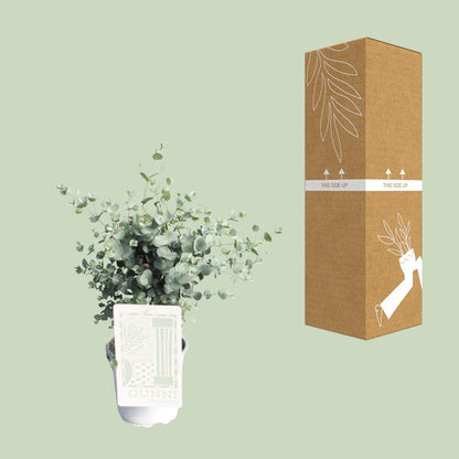 Kamerplant - Eucalyptus - Pot Ø 17cm Hoogte ↕ 45cm