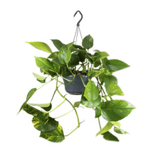 Kamerplant - Epipremnum Aureum - Pot Ø 15cm Hoogte ↕ 25cm