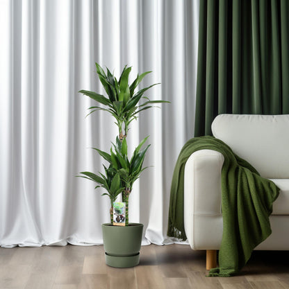 Kamerplant - Dracaena Janet Craig 60-30-15 - Pot Ø 21cm Hoogte ↕ 100cm