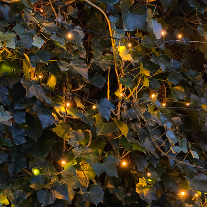 Buitenplant - Hedera hibernica Klimop Gestokt - Hoogte ↕ 80-100cm