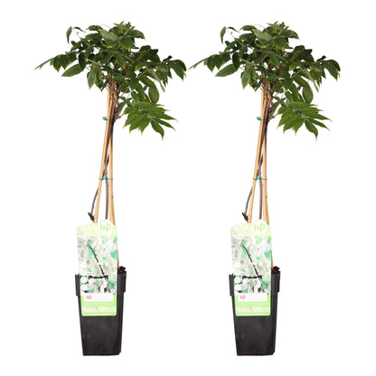 Buitenplant 2x Wisteria floribunda 'Longissima Alba' - Bloeiend - Pot Ø 15cm Hoogte ↕ 65cm